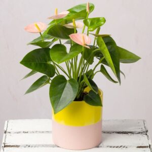 Pink Anthurium In Sunny Pot