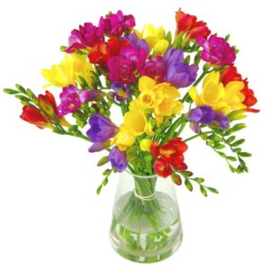 Scented Freesia