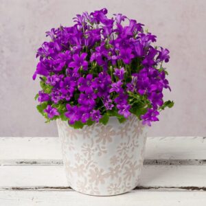 Campanula In Floral Ceramic Pot