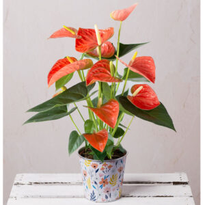 Coral Anthurium in Floral Pot