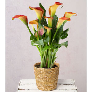 Orange Calla Lily in Seagrass Pot