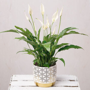 Peace Lily Plant in Ceramic Pot